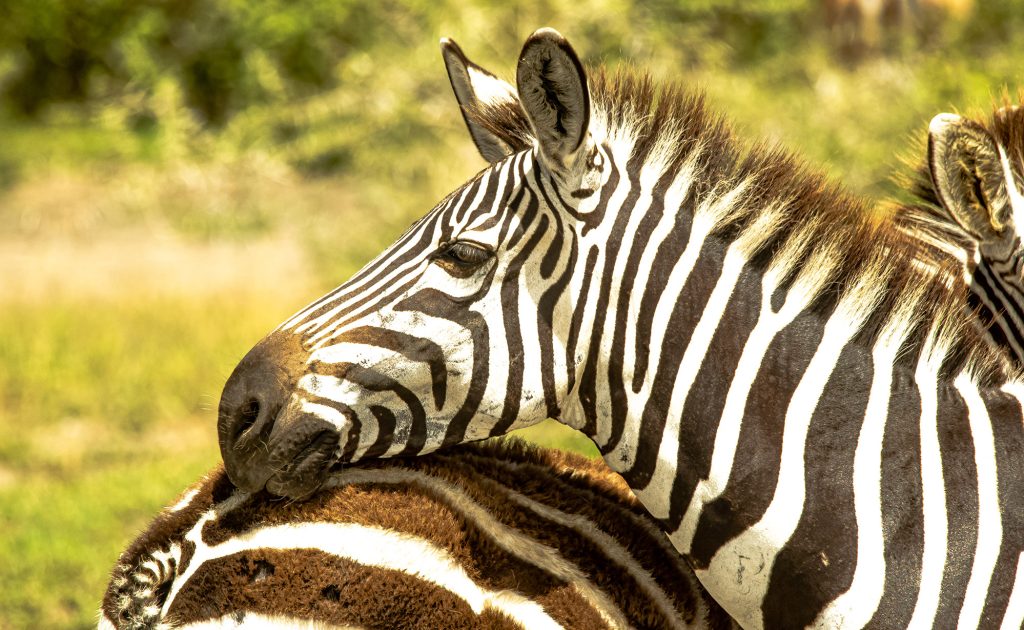 Arusha Safari Tour