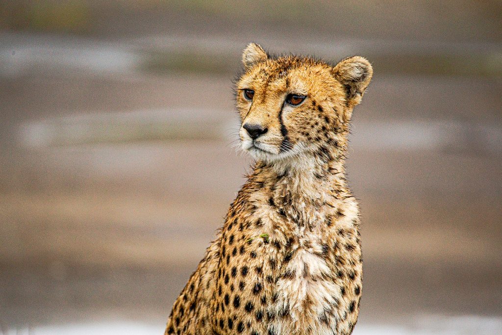 Tarangire Safari Tour