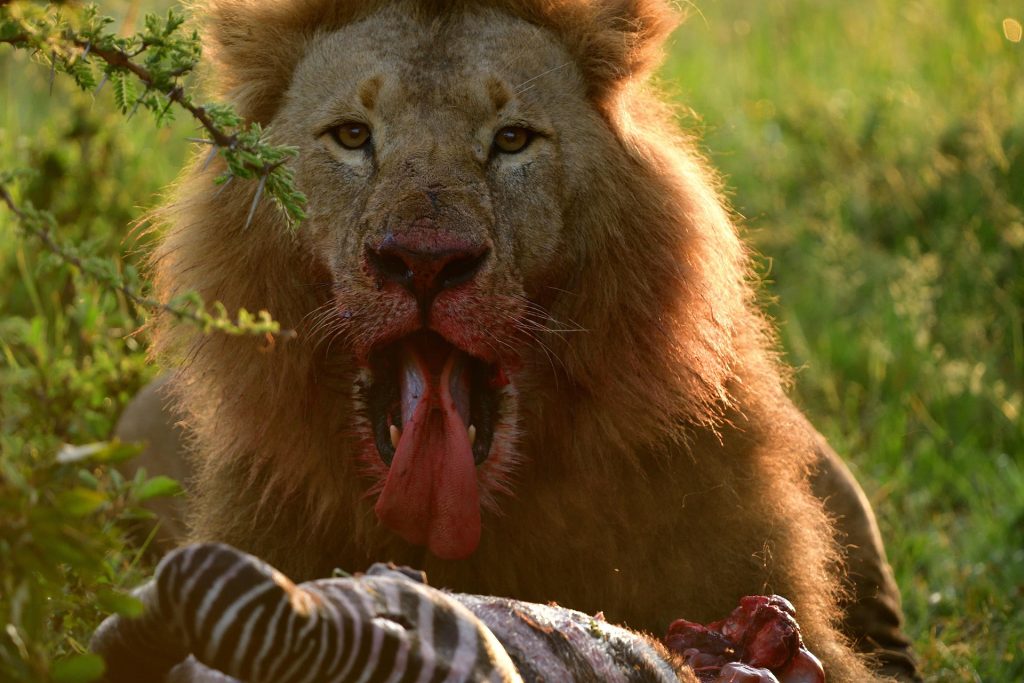 Kenya Safaris